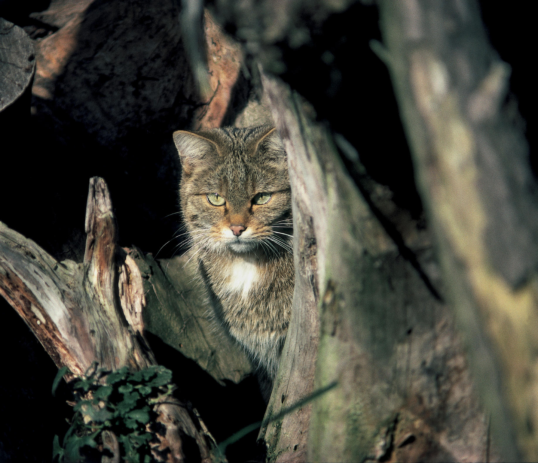 Die Europäische Wildkatze streift im Nationalpark Eifel am liebsten durch die naturnahen Laubwälder.