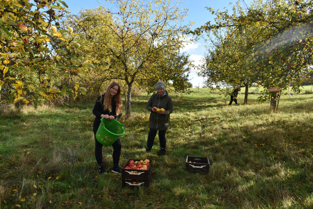 zwei Frauen stehen auf einer Streuobstwiese vor drei Körben mit frisch geernten Äpfeln