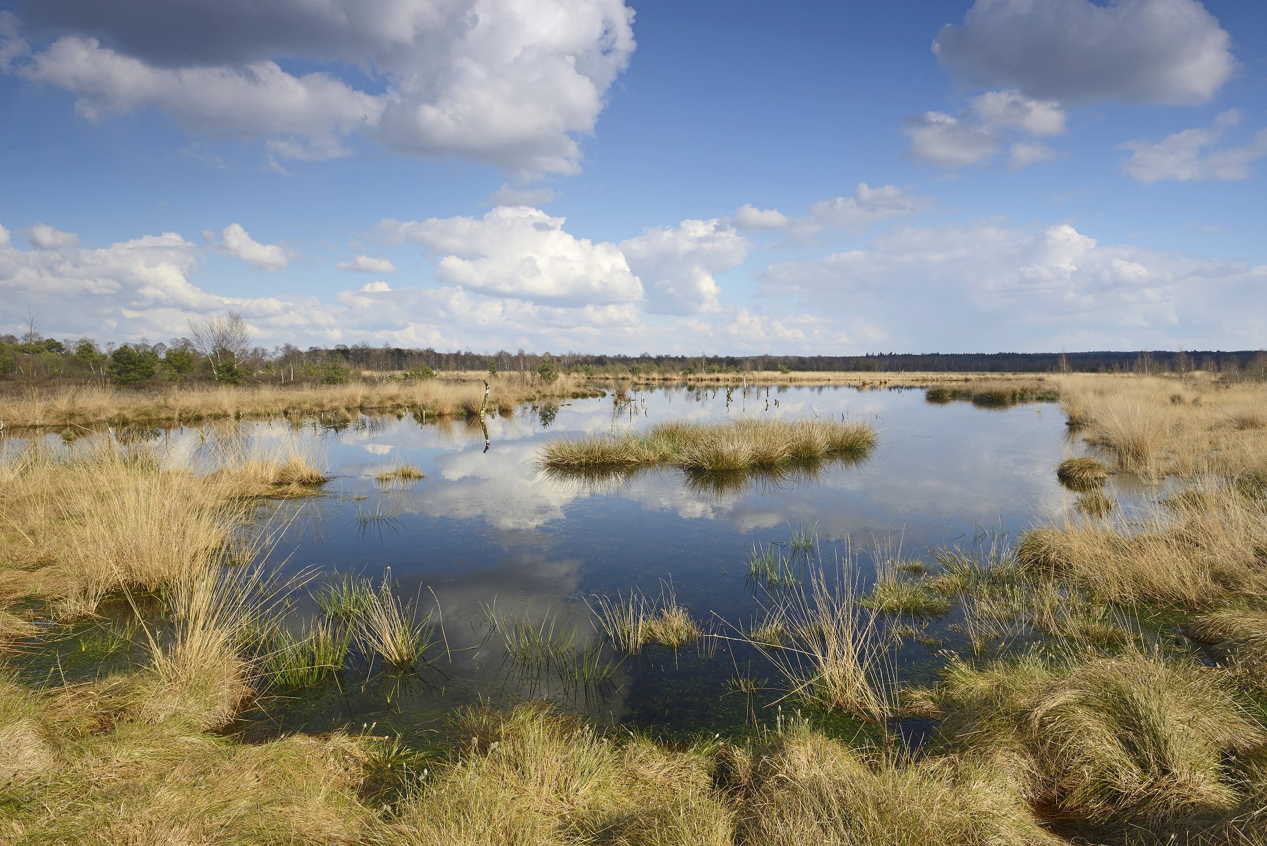 Im Naturpark Bourtanger Moor gibt es zahlreiche Wiedervernässungsflächen.