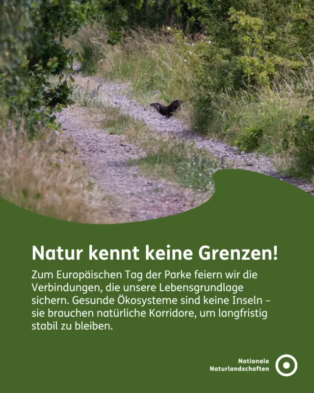 Natur kennt keine Grenzen! 🏞️

Zum Europäischen Tag der Parke feiern wir die Verbindungen, die unsere Lebensgrundlage sichern. Gesunde Ökosysteme sind keine Inseln – sie brauchen natürliche Korridore, um langfristig stabil zu bleiben 🍃

Ob Wildtierkorridore oder vernetzte Flussläufe: Nur wenn Arten wandern und sich anpassen können, bleibt unsere biologische Vielfalt lebendig. Wir arbeiten täglich daran, diese Wege in den Nationalen Naturlandschaften offen zu halten 🌊

Mehr Infos zu uns und unserer Arbeit findet ihr auf unserer Website!

Der European Day of Parks findet am 24. Mai unter dem Motto #connectedbynature statt und wurde von der @europarc_federation ins Leben gerufen!

#nationalenaturlandschaften #nnl #EDoP2026 #EuropeanDayofParks

📷 Fotos:
Bild 1: © VDN-Fotoportal/Gerhard Glatz
Bild 2: © Pexels / Sony Dude
Bild 3: © VDN-Fotoportal/Volkmar Brockhaus