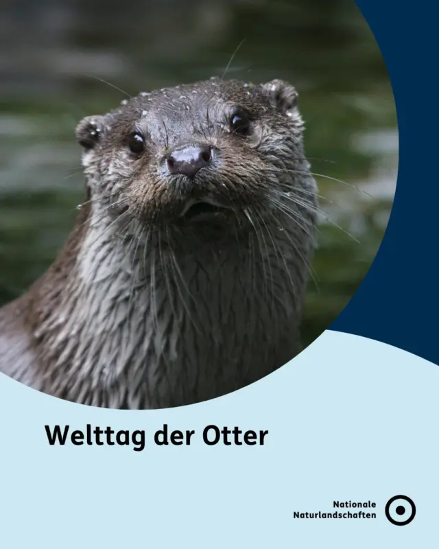 Welttag der Otter 🦦

Otter sind sogenannte „Indikatorarten“: Geht es ihnen gut, ist das oft ein Zeichen für saubere Flüsse oder gesunde Küsten 🌊

Doch genau diese Lebensräume sind durch Verschmutzung, Zerstörung von Feuchtgebieten, Überfischung oder Ölverschmutzungen und Plastikmüll gefährdet ✖️

#nnl #nationalenaturlandschaften #vielfaltbewahren #otter #worldotterday

📷 Fotos: 
Bild 1: ©VDN-Fotoportal/Achim Klumpp
Bild 3: © VDN-Fotoportal/Gerhard Glatz; © VDN-Fotoportal/Thomas Matzner; © VDN-Fotoportal/Johannes Brenner
Bild 4: ©VDN-Fotoportal/Angelika Hecht